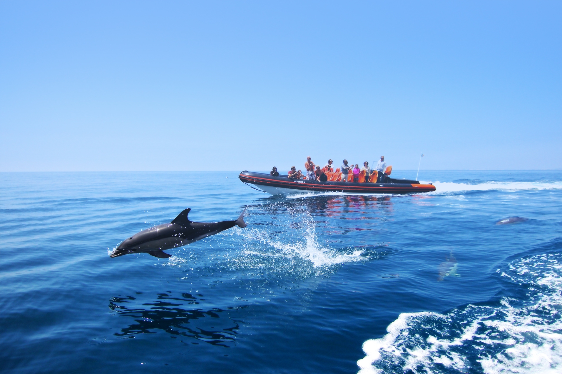 Dolphin Watching Tours